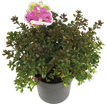 Potrododendron met bloem en plantenetiket