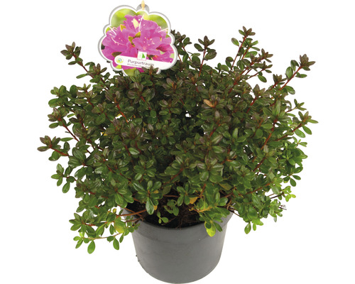 Potrododendron met bloem en plantenetiket