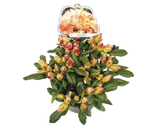 FLORASELF Rhododendron Rhododendron yakushimanum 'Barbarella' potmaat 5 liter H 25-30 cm