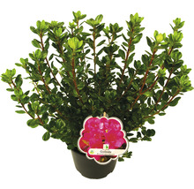 Rhododendron in pot met plantenlabel