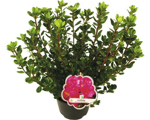 Rhododendron in pot met plantenlabel