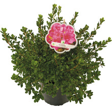 Rhododendron ''Gislinde'' in pot