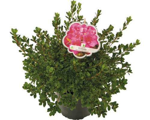 Rhododendron ''Gislinde'' in pot