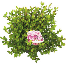 Dwergmispel ''Rosinette'' in pot