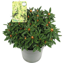 Rhododendron hybride in pot