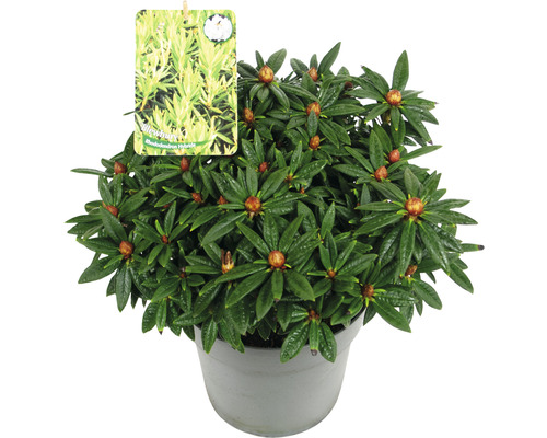 Rhododendron hybride in pot