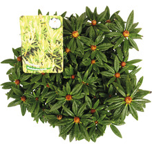 Blewbury hybride rododendron plant met etiket