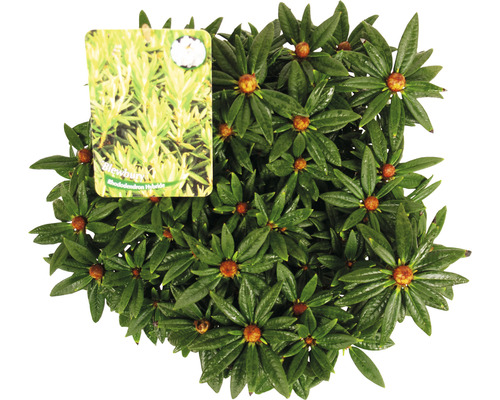 Blewbury hybride rododendron plant met etiket