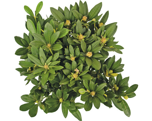 Groenblijvende Japanse lavendelheide ''Little Heath'' met groene bladeren