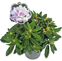 Rhododendron Biko in pot