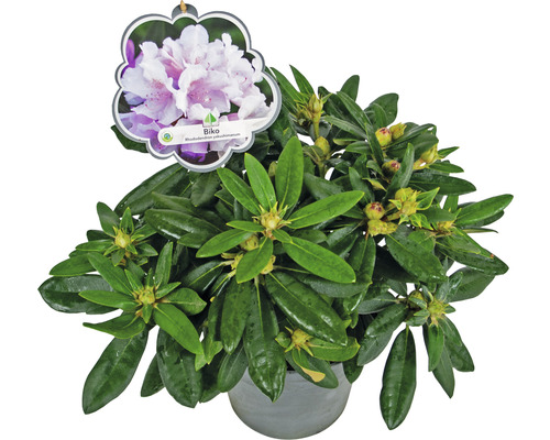 Rhododendron Biko in pot
