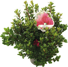 Rhododendron Little Red in pot