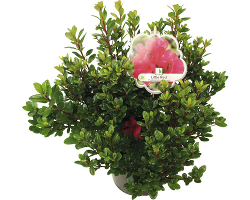 Rhododendron Little Red in pot