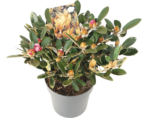 FLORASELF Rhododendron Rhododendron tsariense 'Queen Bee' potmaat 5 liter H 30-40 cm