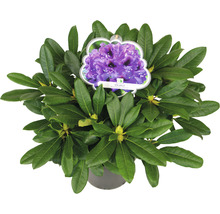 Rhododendron in pot met violette bloemen en groene bladeren
