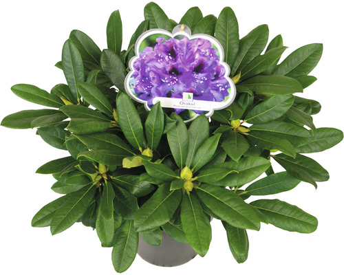 Rhododendron in pot met violette bloemen en groene bladeren