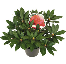 Rhododendron in pot met bloem