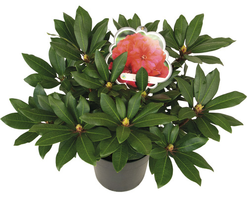 FLORASELF Rhododendron Rhododendron Hybride 'Karl Naue' potmaat 5 liter H 30-40 cm