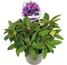 Rhododendron Dramatic Dark in pot