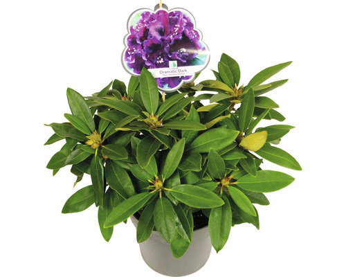Rhododendron Dramatic Dark in pot