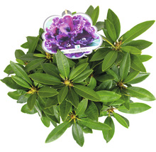 Rhododendron Dramatic Dark plant in pot