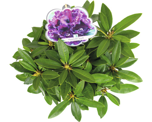 Rhododendron Dramatic Dark plant in pot