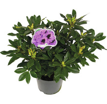 Rhododendron in pot met bloemlabel