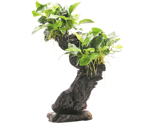 DENNERLE Mbuna met dwergspeerblad - Mbuna met Anubias Barteri Var: Nana Medium Aquariumplant op wortelhout