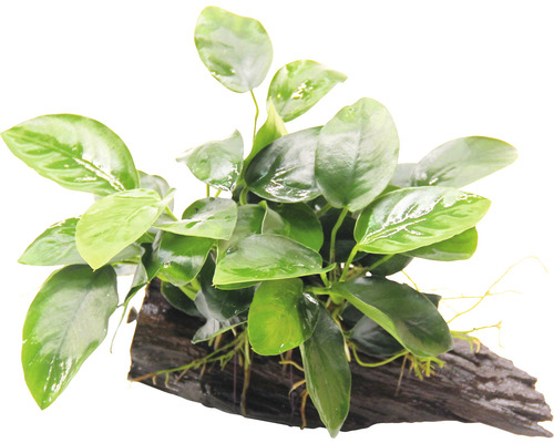 Aquariumplant op wortelhout