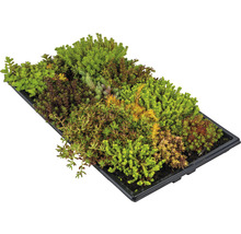 Sedummat 50x30 cm-thumb-0 Sedummat 50x30 cm-thumb-0