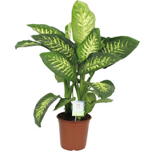 Dieffenbachia plant in pot