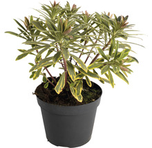 Wolfsmelkplant in zwarte pot