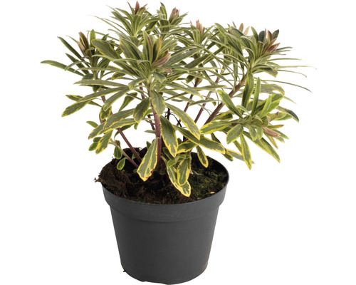 Wolfsmelkplant in zwarte pot