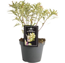 Wolfsmelk Marjolein, aangeboden in pot
