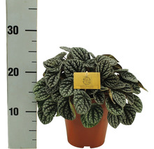 Peperplant in pot met maatverdeling