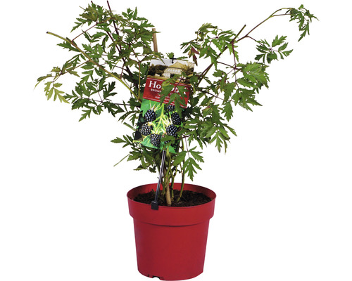 Braam in pot met plantenlabel