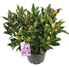 Rhododendron in pot met bloemknoppen