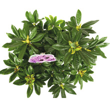 Bovenaanzicht van een rhododendronplant met bladeren en een etiket