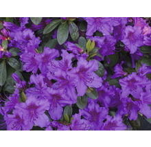 Close-up van paars bloeiende rododendronbloemen