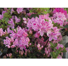 Close-up van roze bloeiende azalea''s