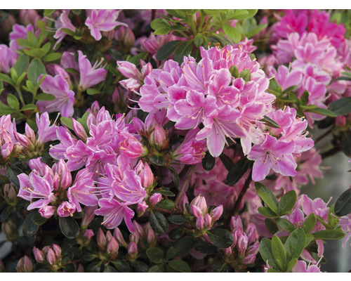 Close-up van roze bloeiende azalea''s