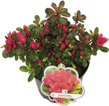 Rhododendron obtusum Canzonetta in pot met rode bloemknoppen