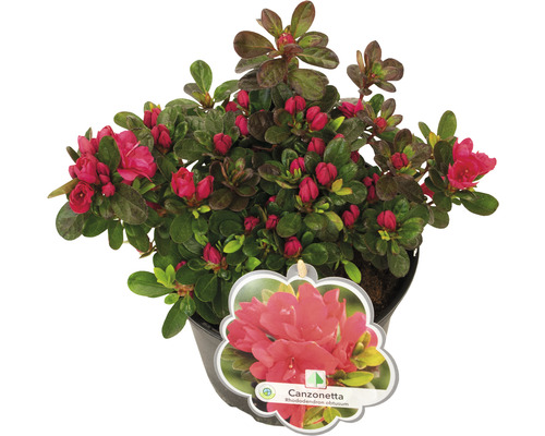Rhododendron obtusum Canzonetta in pot met rode bloemknoppen