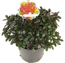 Potazalea Canzonetta in pot