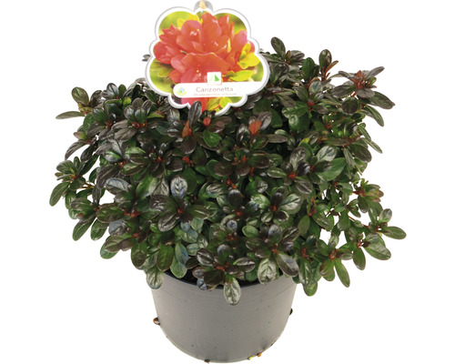 Potazalea Canzonetta in pot