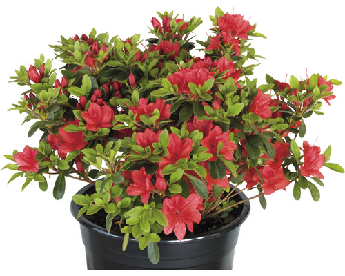 FLORASELF Rhododendron Rhododendron obtusum 'Fridoline' potmaat 2 liter H  20-25 cm kopen! | HORNBACH