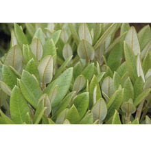 Close-up van groenblijvende bladeren van een tuinplant