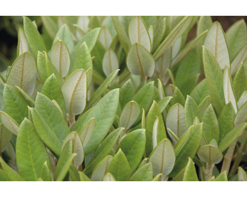 Close-up van groenblijvende bladeren van een tuinplant