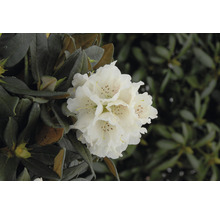 Close-up van een witte rhododendronbloem in de tuin