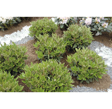 Tuinlandschap met rododendrons, grind en stukken glas
